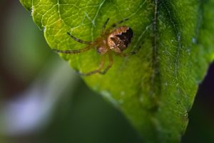 FOBIA SPECIFICA, ARACNOFOBIA: COS’É LA PAURA DEI RAGNI